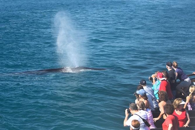 Whale Watching Cruise From Newport Beach - Cancellation and Special Requests