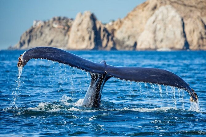 Whale Watching Cruise From Newport Beach - Customer Reviews and Feedback