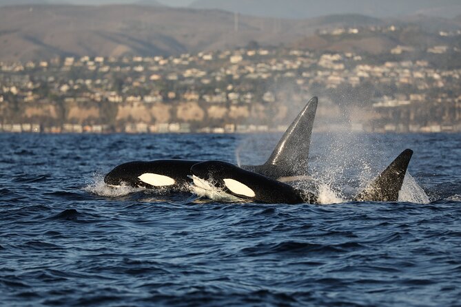 Whale-Watching Cruise From Newport Beach - Whale Behaviors to Expect
