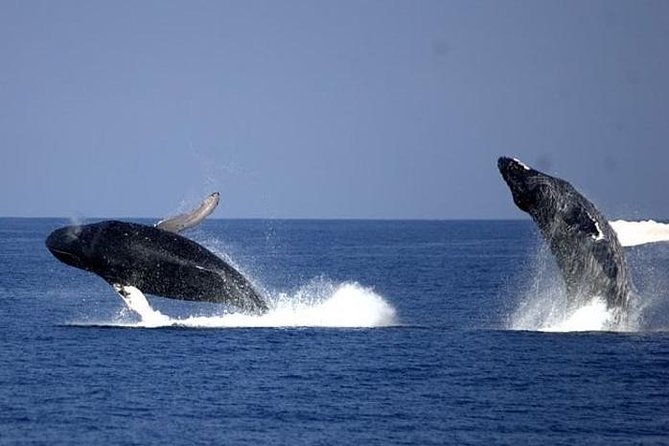 Whale-Watching Cruise From Newport Beach - All-Weather Cruise Experience