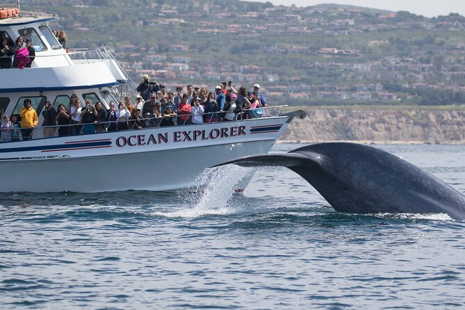 Whale-Watching Cruise From Newport Beach - Luxury Yacht Upgrade Option