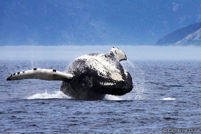 Whale Watching Cruise From Tadoussac or Baie-Ste-Catherine - Cruise Details and Accessibility