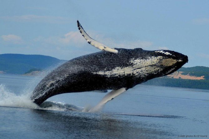 Whale Watching Cruise From Tadoussac or Baie-Ste-Catherine - Spotting 13 Aquatic Species