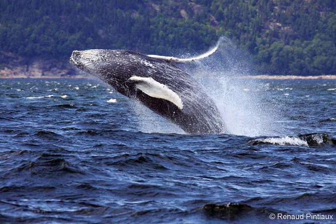 Whale Watching Cruise From Tadoussac or Baie-Ste-Catherine - Boat and Zodiac Options