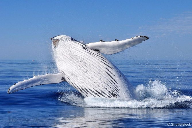 Whale Watching Cruise From Tadoussac or Baie-Ste-Catherine - Customer Reviews and Rating