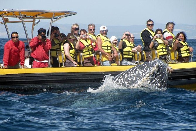 Whale Watching Cruise in Cabos San Lucas and Ground Transportation - Participant Suitability