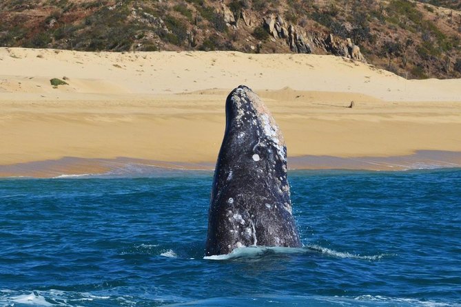 Whale Watching Cruise in Cabos San Lucas and Ground Transportation - Refund Policy