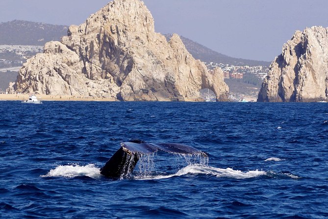 Whale Watching Cruise in Cabos San Lucas and Ground Transportation - Frequently Asked Questions