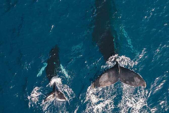 Whale Watching Cruise in Honolulu - Inclusions and Amenities
