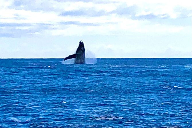 Whale Watching Cruise in Honolulu - Cruise Schedule