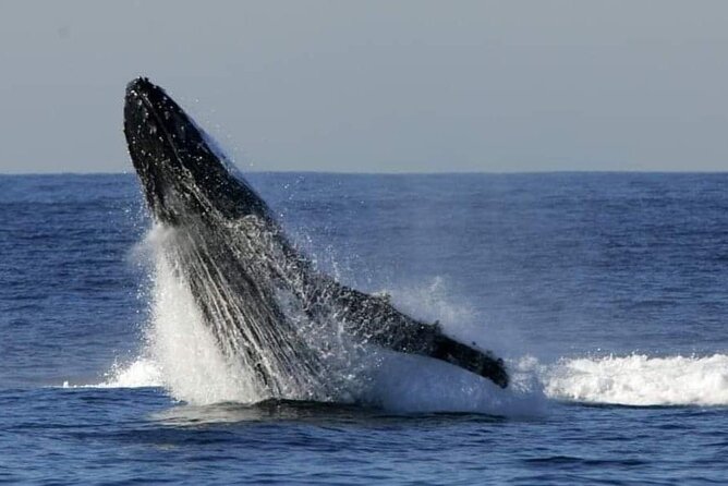 Whale Watching Cruise in New South Wales - Schedule and Availability
