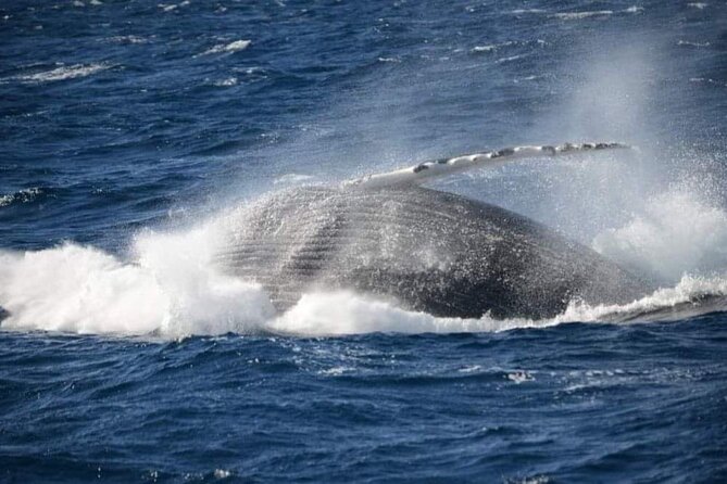 Whale Watching Cruise in New South Wales - Booking and Cancellation Policy