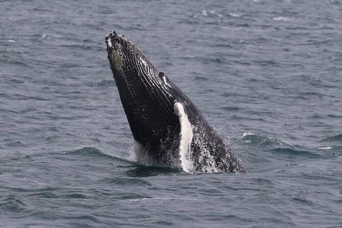 Whale Watching Cruise in New South Wales - Breathtaking Coastal Scenery