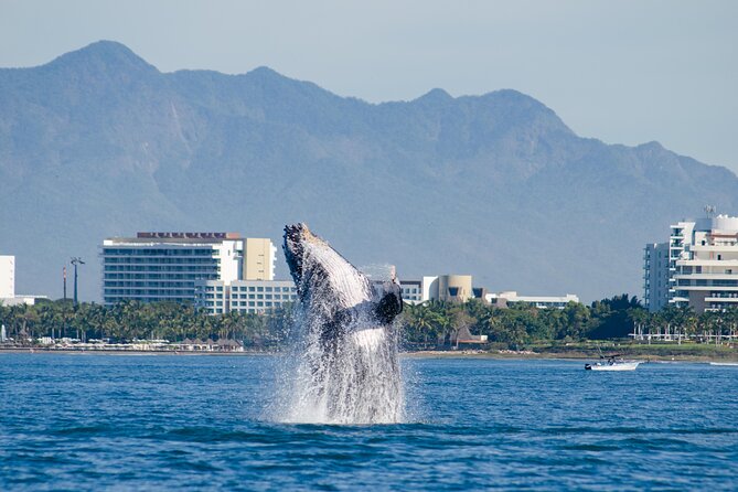 Whale Watching Cruise In Puerto Vallarta & Nuevo Vallarta - Inclusions of the Cruise