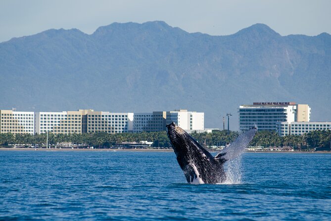 Whale Watching Cruise In Puerto Vallarta & Nuevo Vallarta - Reviews of the Cruise
