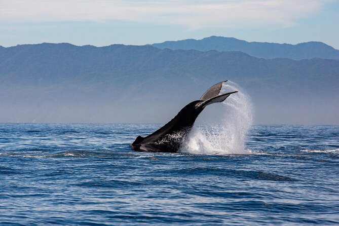 Whale Watching Cruise In Puerto Vallarta & Nuevo Vallarta - Accessibility and Capacity Information