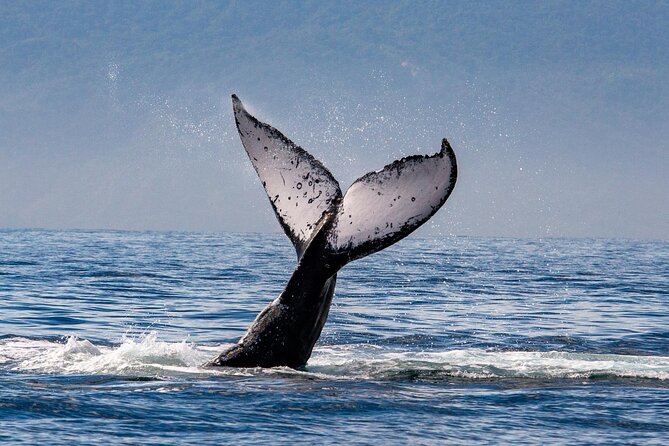 Whale Watching Cruise In Puerto Vallarta & Nuevo Vallarta - Onboard Amenities and Catering