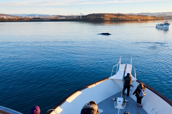 Whale Watching Cruise on a Yacht in Reykjavik - Meeting Point and Arrival Time