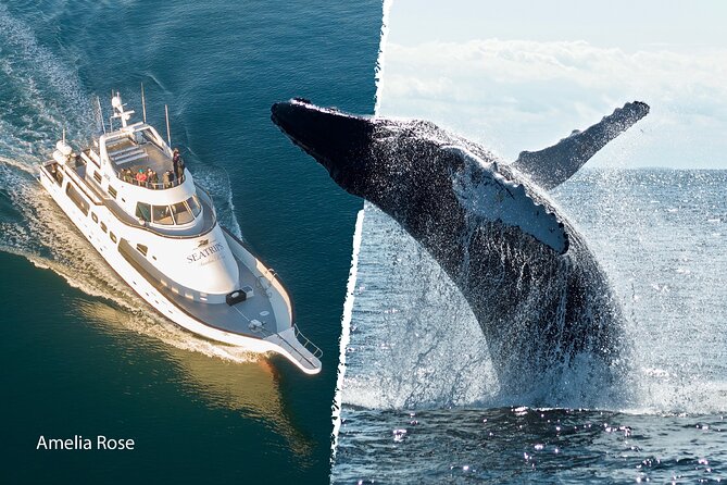 Whale Watching Cruise on a Yacht in Reykjavik - Confirmation and Booking Process