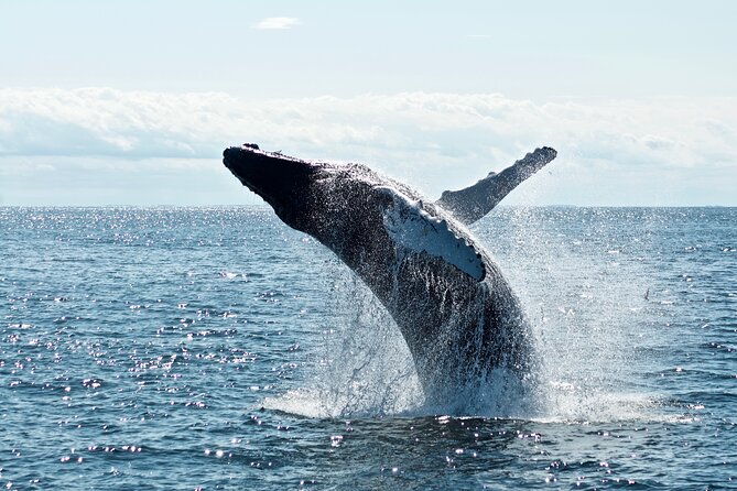 Whale Watching Cruise on a Yacht in Reykjavik - Accessibility and Accommodations