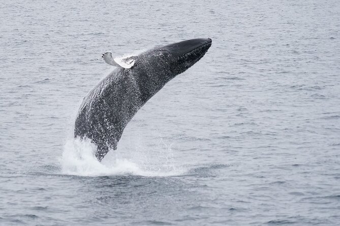 Whale Watching Cruise on a Yacht in Reykjavik - Transportation and Location Details