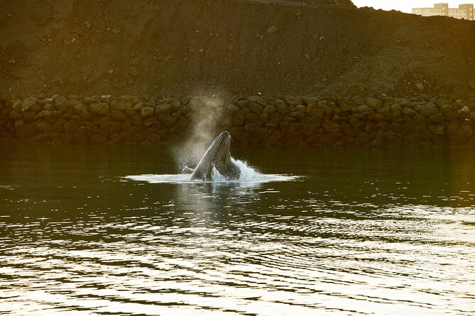 Whale Watching Cruise on a Yacht in Reykjavik - Cruise Capacity and Group Size