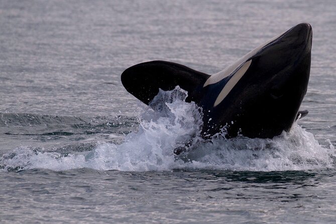 Whale Watching Cruise With Expert Naturalists - Comfortable and Weather-Proof Vessel