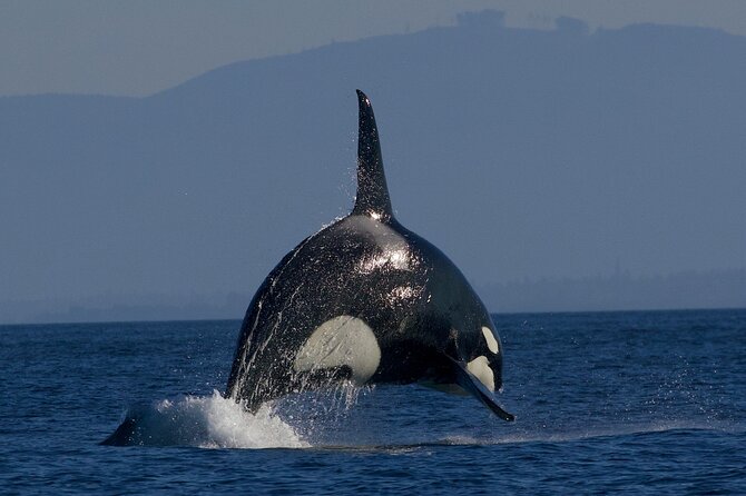 Whale Watching Cruise With Expert Naturalists - Flexible Cancellation Policy Offered