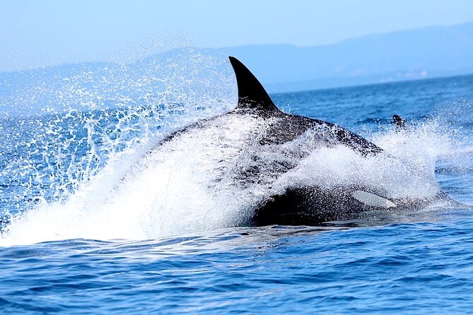 Whale Watching Cruise With Expert Naturalists - Convenient Meeting Point in Victoria