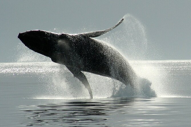 Whale Watching Cruise With Expert Naturalists - Impressive Guest Reviews and Ratings