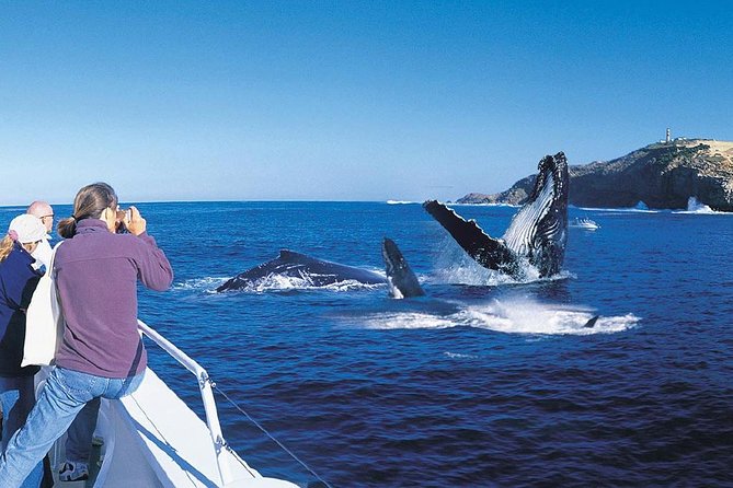 Whale Watching Cruise With Kingfisher Tours Srilanka - Good To Know