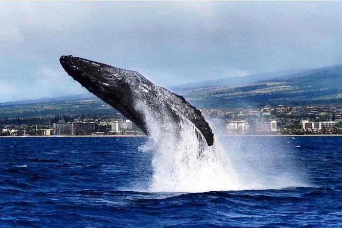 Whale Watching Cruise With Open Bar From Kaanapali Beach - Whale-Watching Adventure