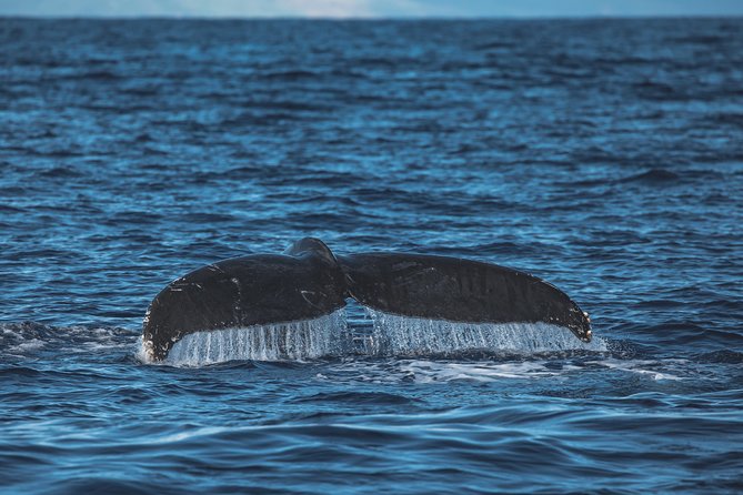 Whale Watching Cruise With Open Bar From Kaanapali Beach - Naturalist Guide
