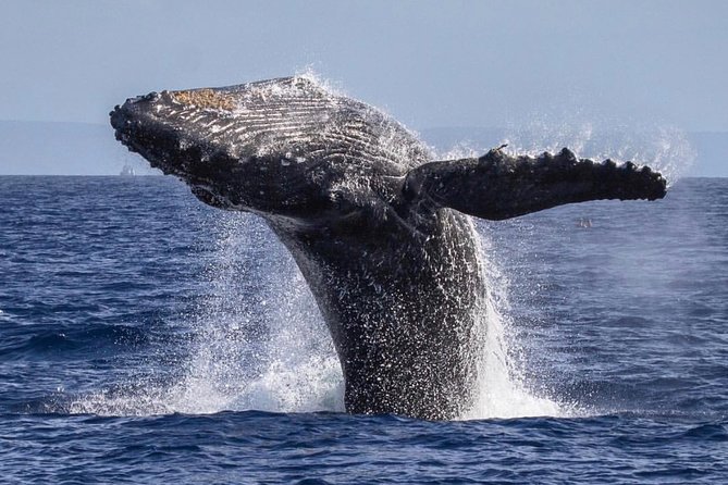 Whale Watching Cruise With Open Bar From Kaanapali Beach - Family-Friendly Cruise