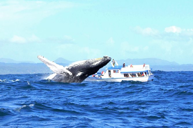 Whale Watching Day Trip From Punta Cana - Pick Up in Your Hotel. - Trip Overview