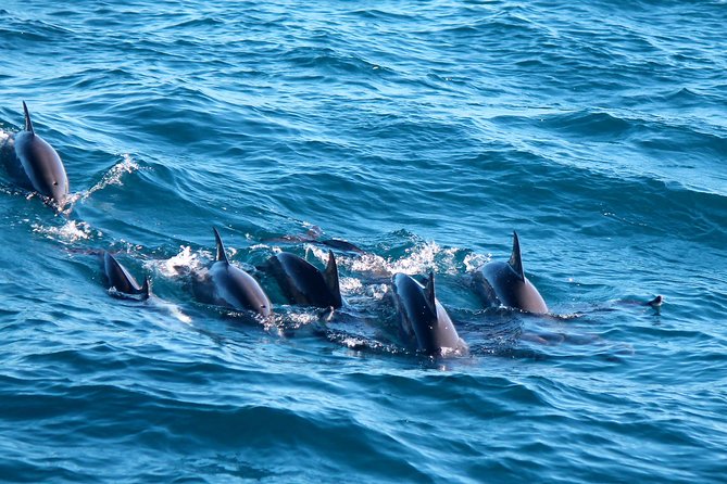 Whale Watching Day Trip to Mirissa From Colombo Or Negombo - Good To Know