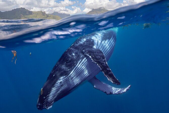 Whale watching DE Tahiti Peninsula - The Experience: What to Expect on the Water