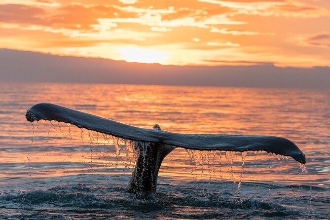 Whale watching DE Tahiti Peninsula - FAQ: Common Questions About the Tour