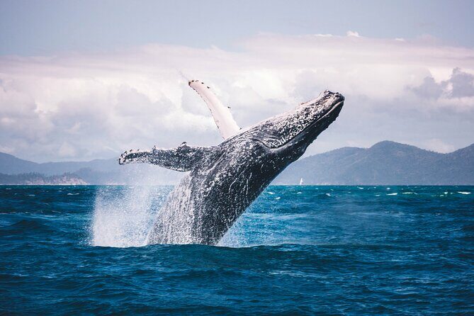 Whale watching DE Tahiti Peninsula - In The Sum Up
