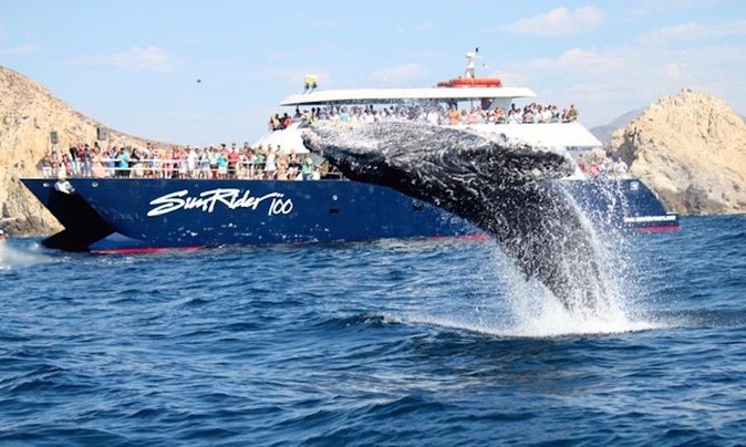 Whale Watching Dinner Cruise in Cabo San Lucas - Inclusions and Additional Info