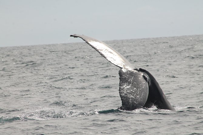 Whale Watching Dinner Cruise in Cabo San Lucas - Meeting Point and Directions