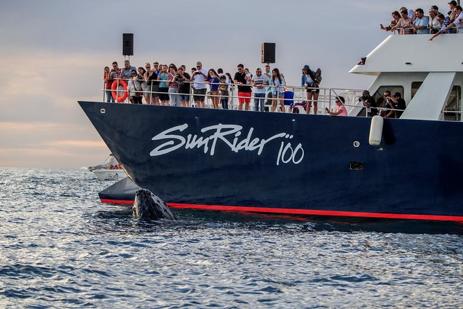Whale Watching Dinner Cruise in Cabo San Lucas - Whale Watching Highlights