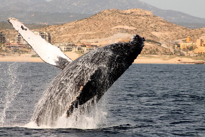 Whale Watching Dinner Cruise in Cabo San Lucas - Dining and Entertainment