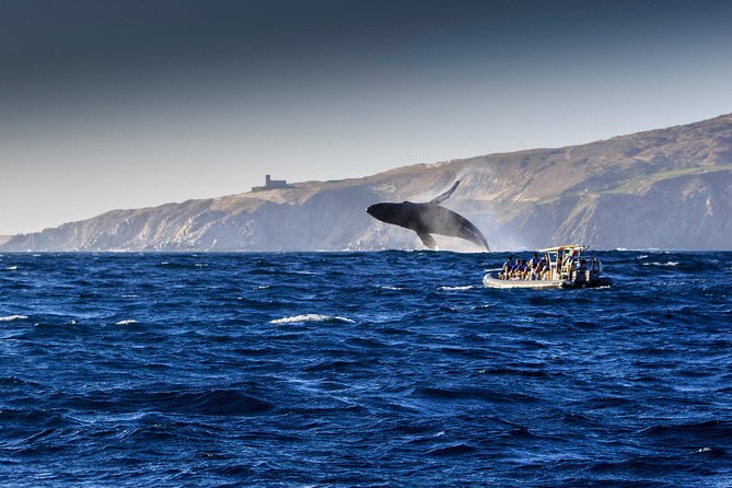 Whale Watching Dinner Cruise in Cabo San Lucas - Accessibility and Accommodations
