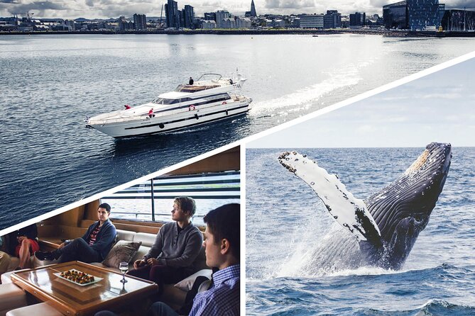Whale Watching & Dolphin Yacht Cruise - Activities