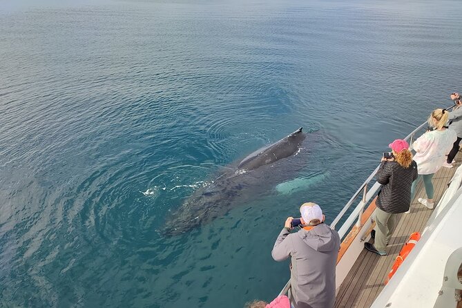 Whale Watching & Dolphin Yacht Cruise - Meeting & Pickup