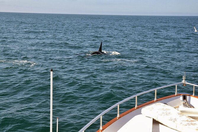 Whale Watching & Dolphin Yacht Cruise - Logistics