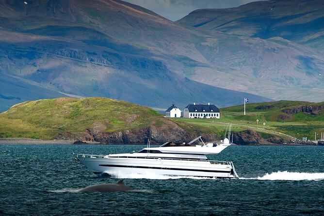 Whale Watching & Dolphin Yacht Cruise - Pricing