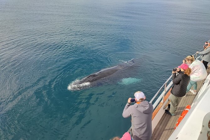 Whale Watching & Dolphin Yacht Cruise - Highlights