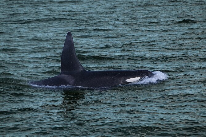 Whale Watching & Dolphin Yacht Cruise - Experiencing the Tour